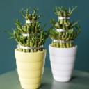 Драцена Бамбук (Dracaena sanderiana) 20 см - для женщины/молодой пары - миниатюра