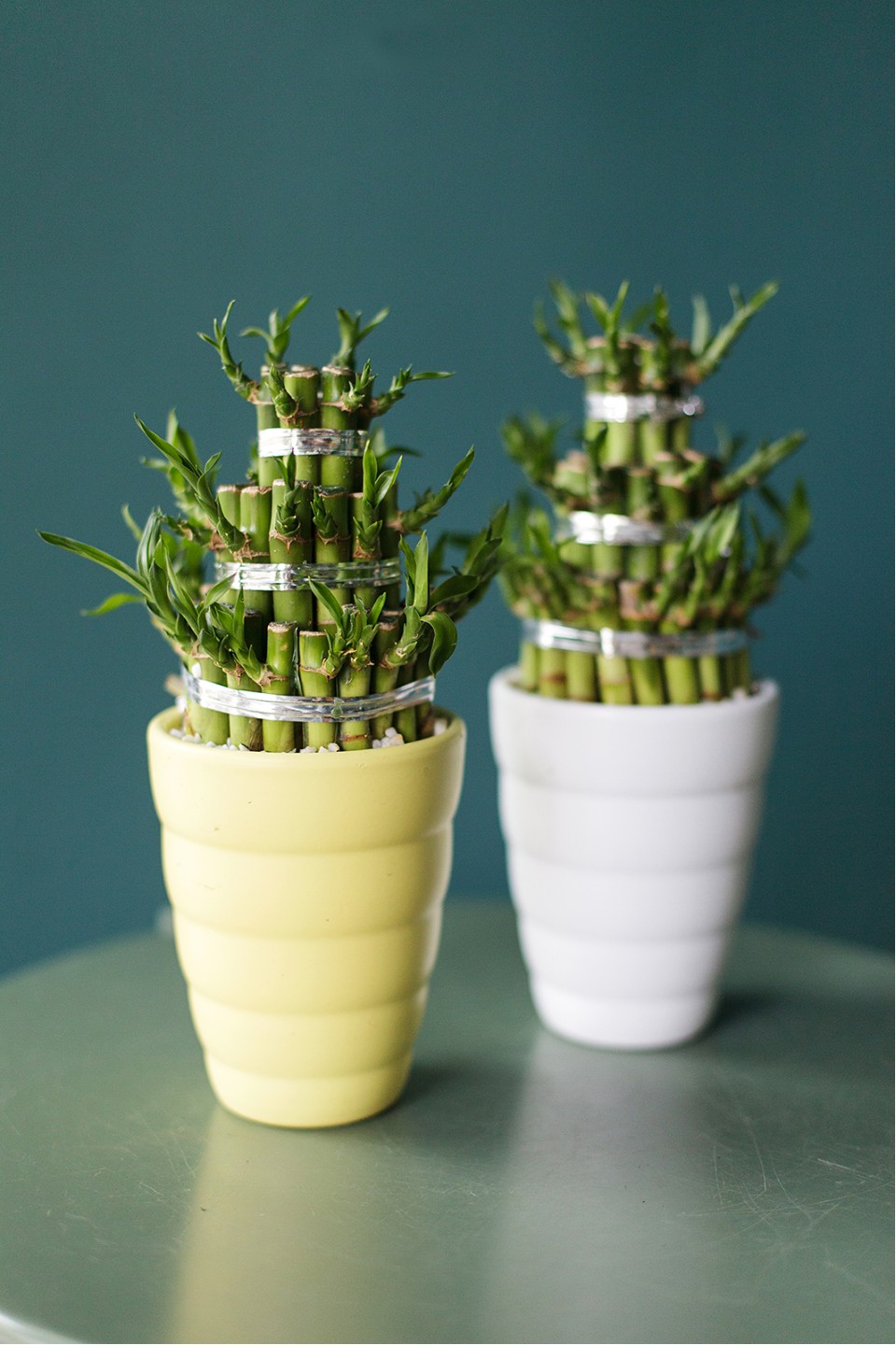 Драцена Бамбук (Dracaena sanderiana) 20 см - для женщины/молодой пары
