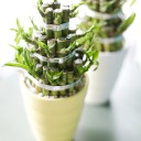 Драцена Бамбук (Dracaena sanderiana) 20 см - миниатюра