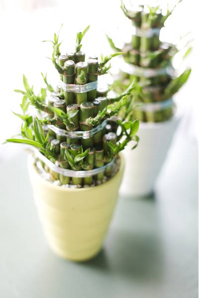 Драцена Бамбук (Dracaena sanderiana) 20 см