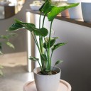 Стрелиция (Strelitzia Nicolai) - с доставкой по Минску - миниатюра