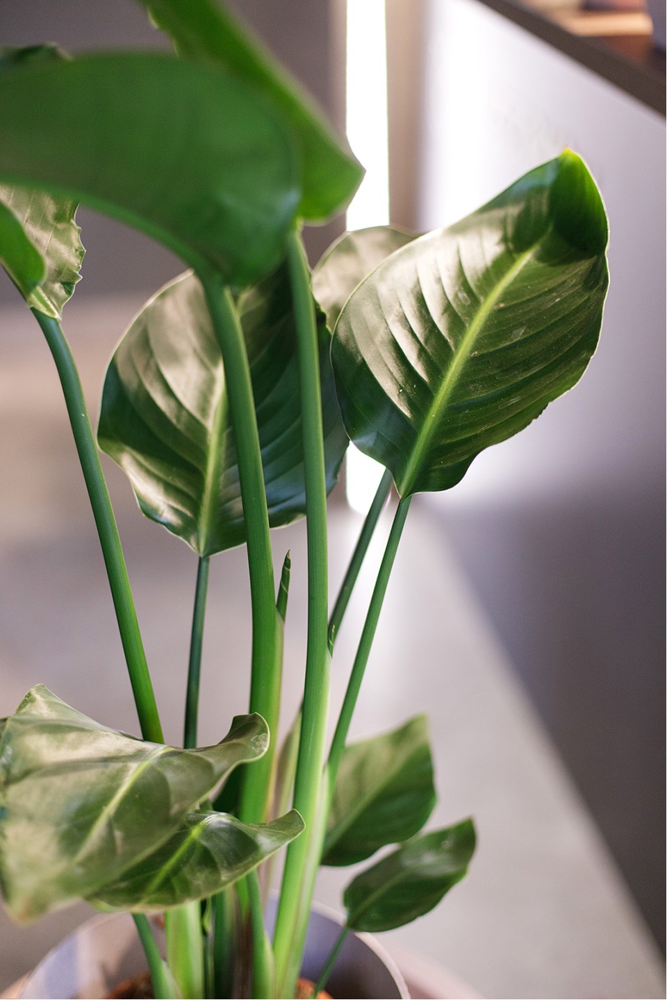 Стрелиция (Strelitzia Nicolai) - быстрая доставка в Минске