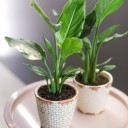 Стрелиция (Strelitzia) - подарочное оформление - миниатюра