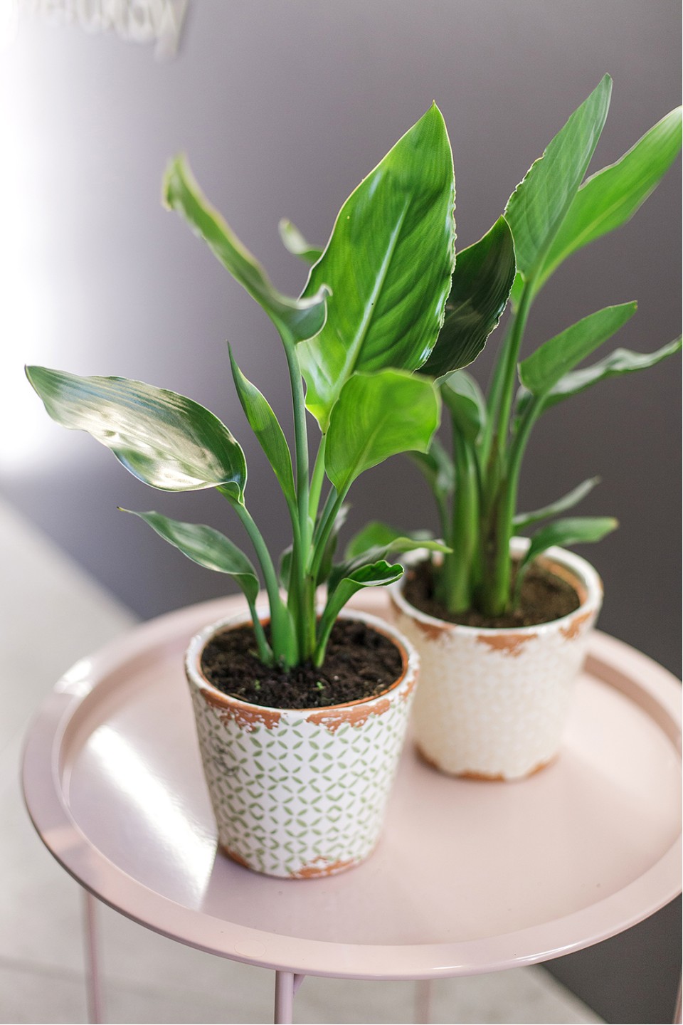 Стрелиция (Strelitzia) - подарочное оформление