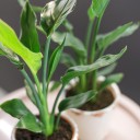 Стрелиция (Strelitzia) - быстрая доставка в Минске - миниатюра