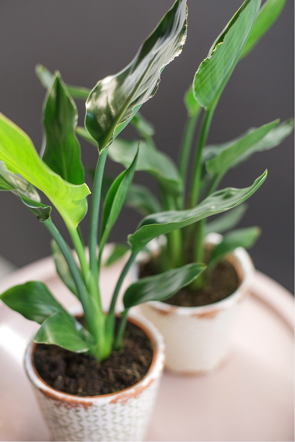 Стрелиция (Strelitzia) - быстрая доставка в Минске