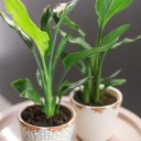 Стрелиция (Strelitzia) - с доставкой по Минску - миниатюра