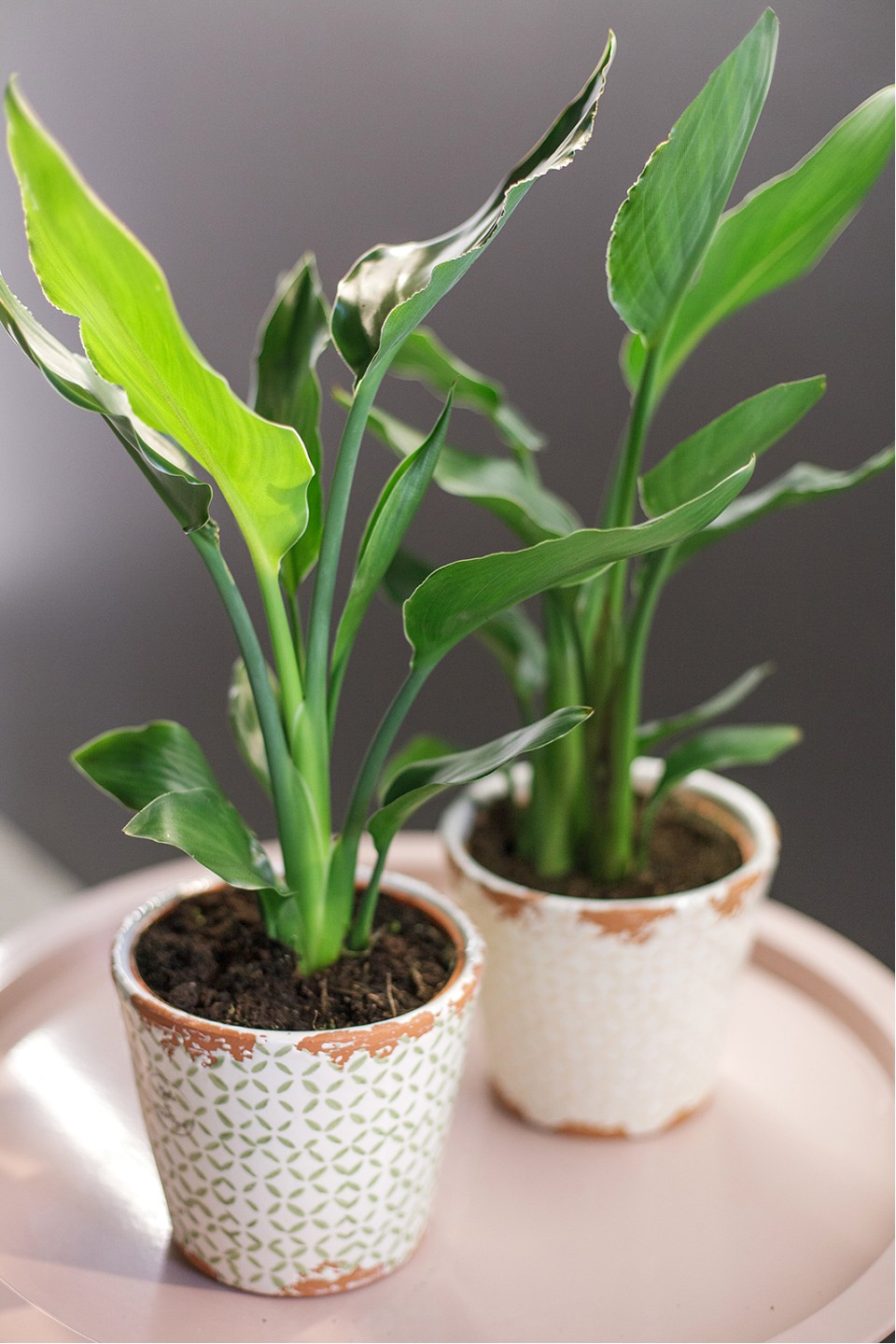 Стрелиция (Strelitzia) - с доставкой по Минску