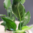 Стрелиция (Strelitzia) - с добавлением зелени - миниатюра 