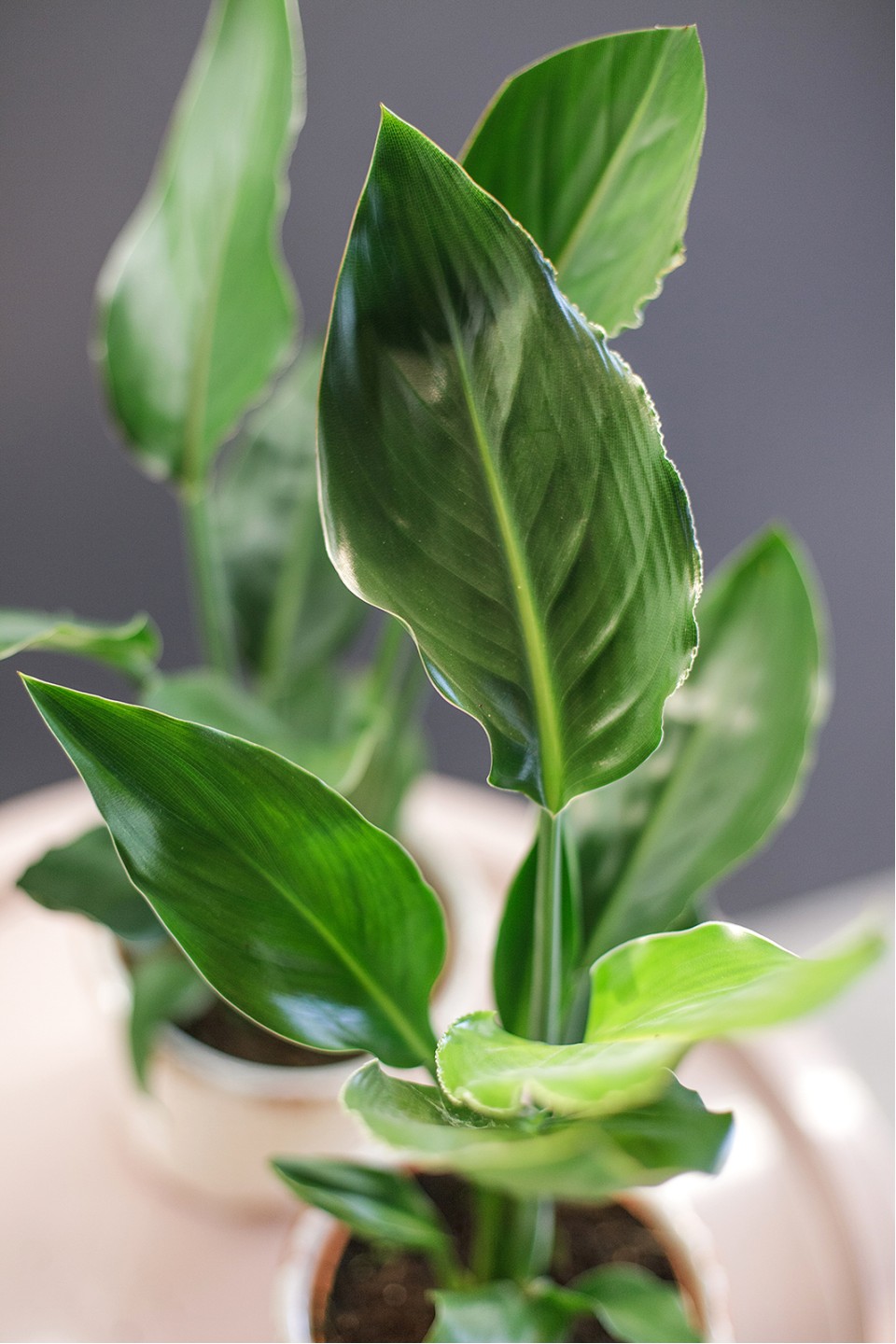 Стрелиция (Strelitzia) - с добавлением зелени