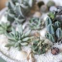 Композиция Экзотический сад в керамике - подарочное оформление - миниатюра