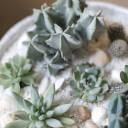 Композиция Экзотический сад в керамике - с доставкой по Минску - миниатюра