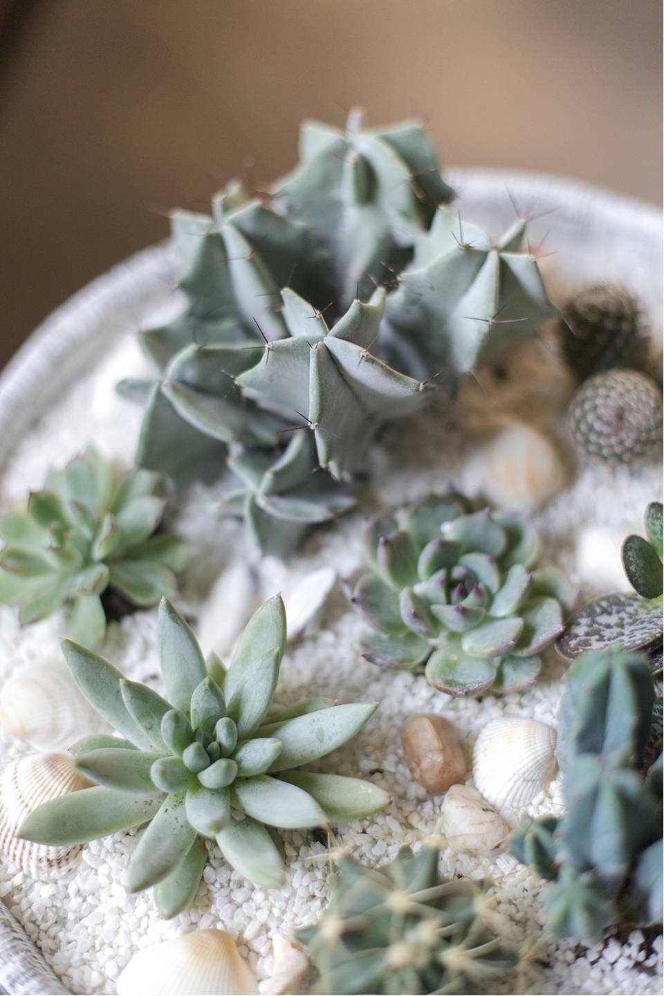 Композиция Экзотический сад в керамике - с доставкой по Минску