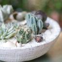 Композиция Экзотический сад в керамике - для женщины/молодой пары - миниатюра