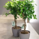 Фикус Мокламе (Ficus Moclame) 120 см - для женщины/молодой пары - миниатюра