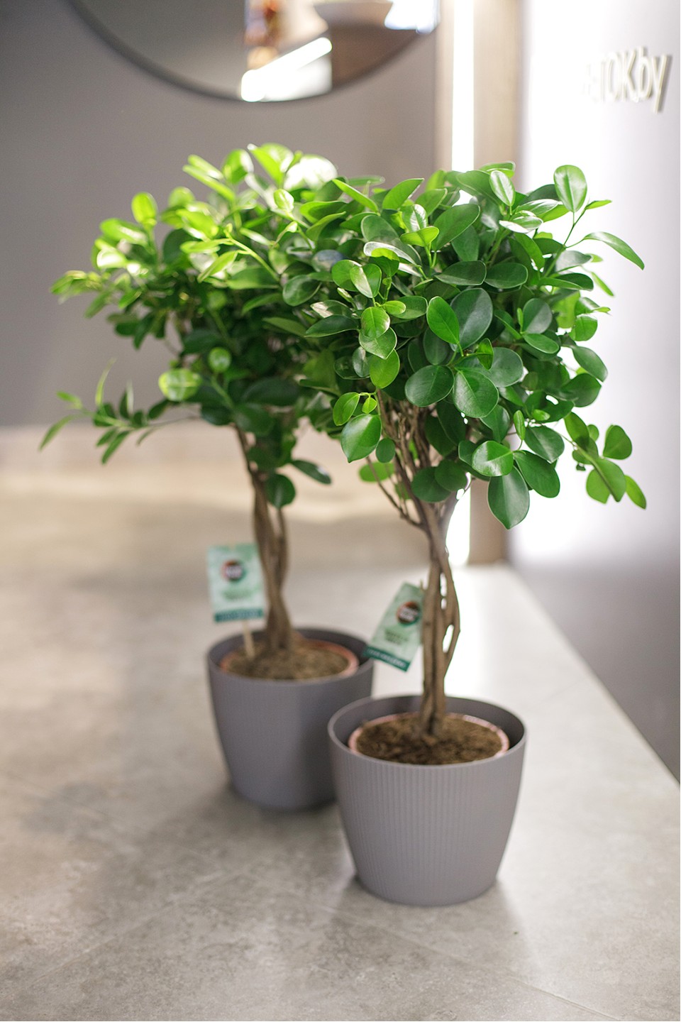 Фикус Мокламе (Ficus Moclame) 120 см - для женщины/молодой пары