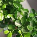 Фикус Мокламе (Ficus Moclame) 120 см - быстрая доставка в Минске - миниатюра