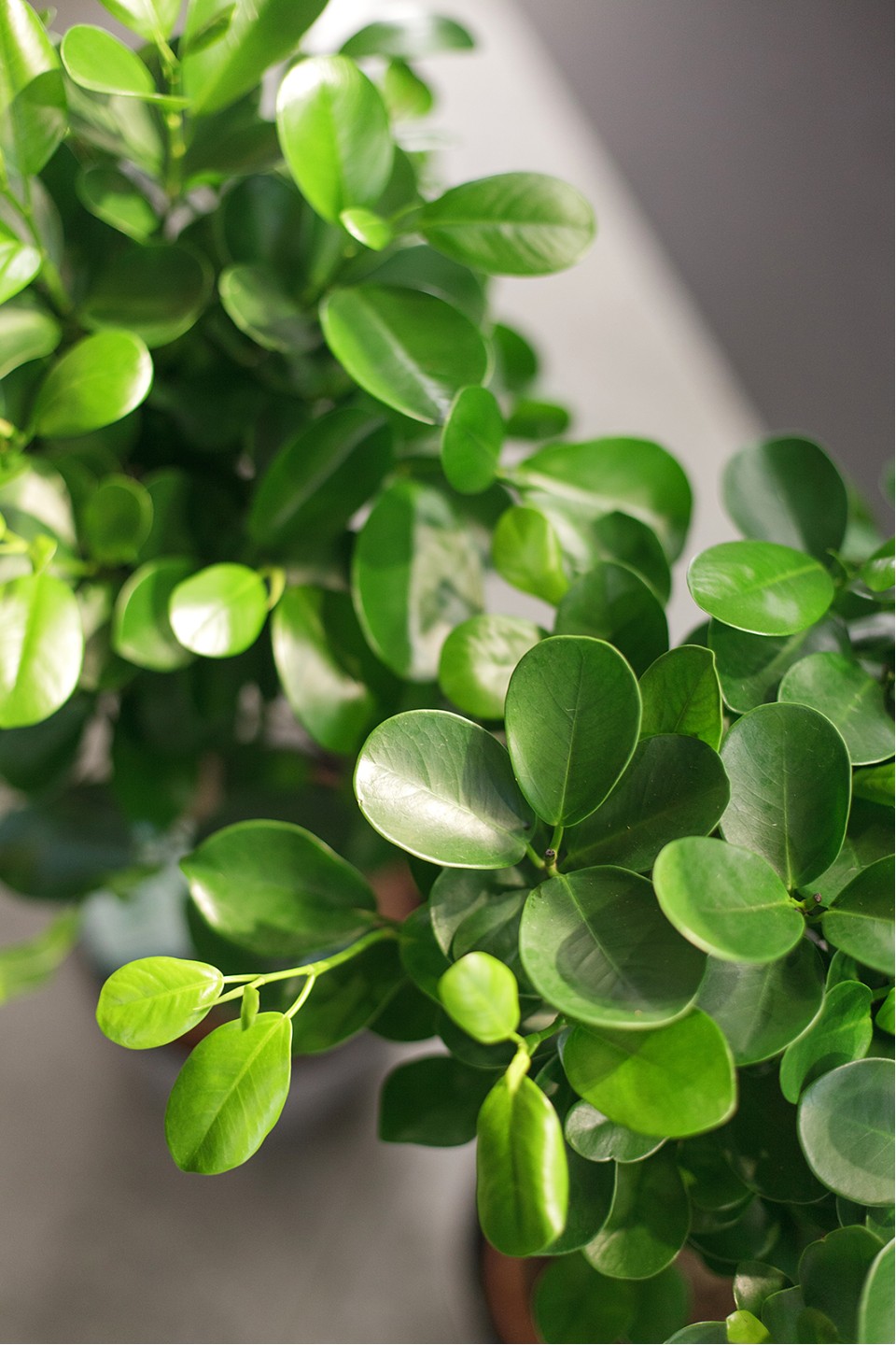 Фикус Мокламе (Ficus Moclame) 120 см - быстрая доставка в Минске