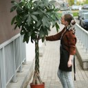 Пахира (Pachira) - миниатюра 7