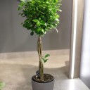 Фикус Мокламе (Ficus Moclame) 120 см - с доставкой по Минску - миниатюра