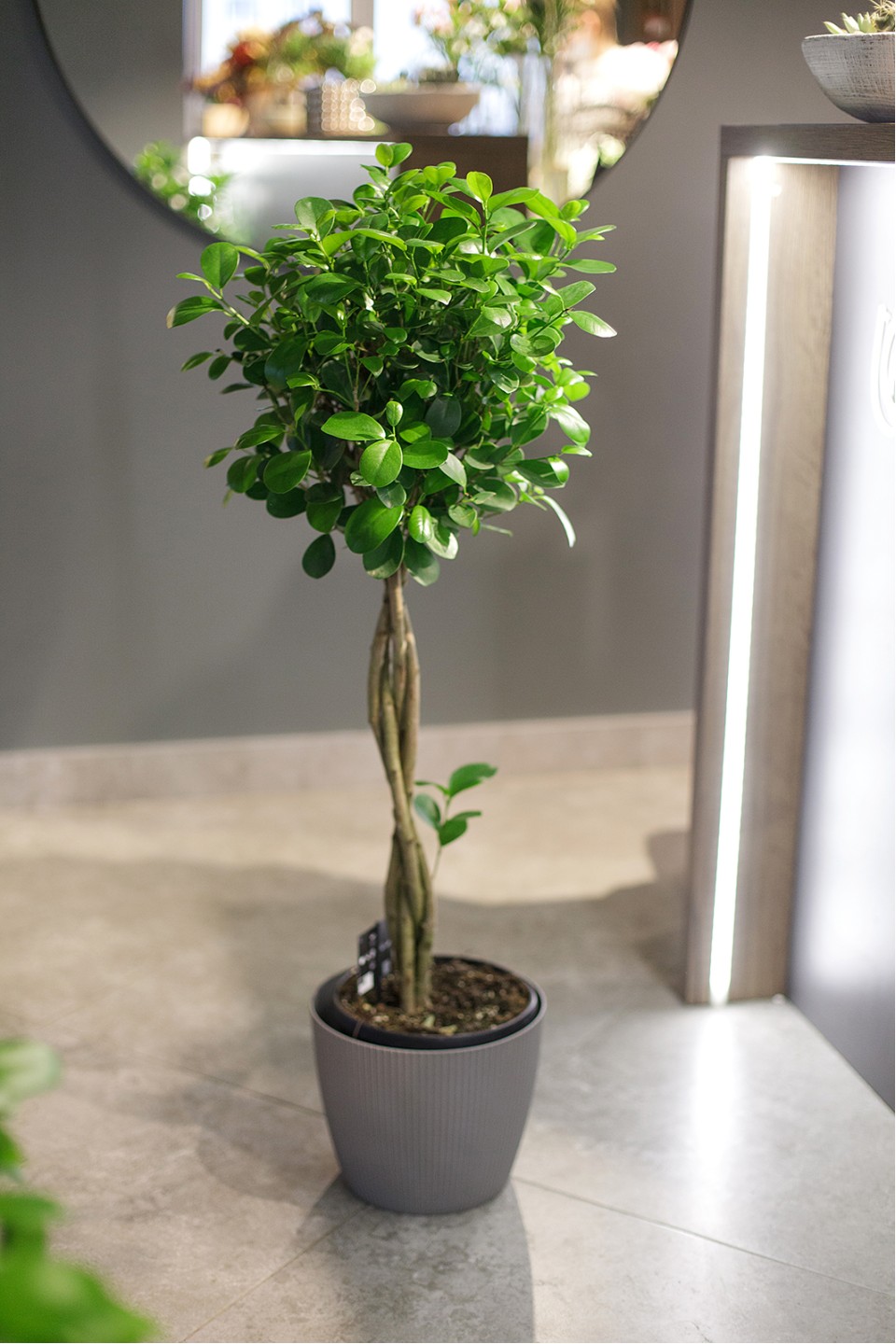 Фикус Мокламе (Ficus Moclame) 120 см - с доставкой по Минску