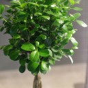 Фикус Мокламе (Ficus Moclame) 120 см - с добавлением зелени - миниатюра 