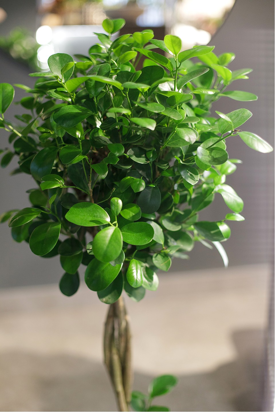 Фикус Мокламе (Ficus Moclame) 120 см - с добавлением зелени