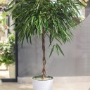 Фикус Али (Ficus Alii) - миниатюра