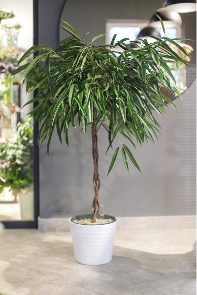 Фикус Али (Ficus Alii)