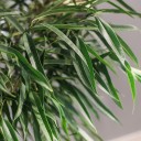 Фикус Али (Ficus Alii) - подарочное оформление - миниатюра