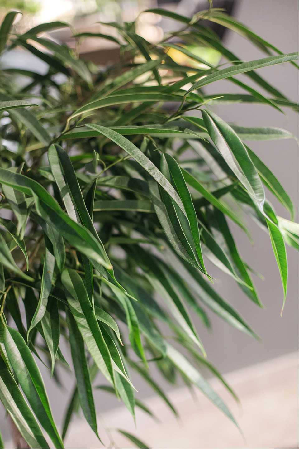 Фикус Али (Ficus Alii) - подарочное оформление