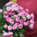 Ранункулюс Клуни - миниатюра