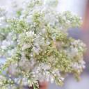 Сирень белая - быстрая доставка в Минске - миниатюра