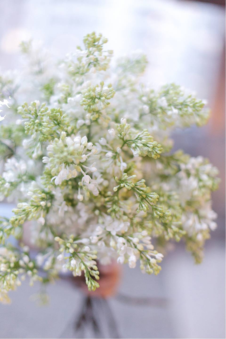 Сирень белая - быстрая доставка в Минске