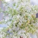 Сирень белая - для женщины/молодой пары - миниатюра