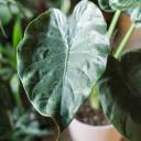 Алоказия Элайн (Alocasia nebula Elaine) 65 см - с доставкой по Минску - миниатюра