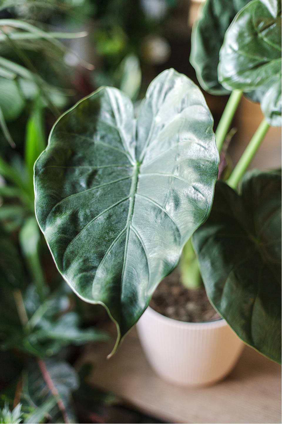 Алоказия Элайн (Alocasia nebula Elaine) 65 см - с доставкой по Минску