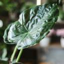 Алоказия Элайн (Alocasia nebula Elaine) 65 см - с добавлением зелени - миниатюра 