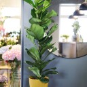 Фикус лировидный (Ficus Lyrata) - с доставкой по Минску - миниатюра