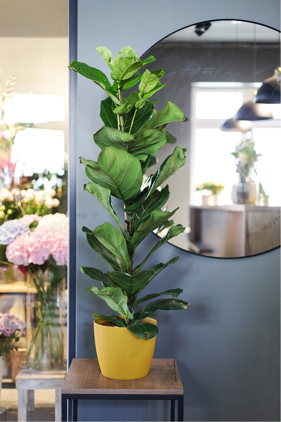 Фикус лировидный (Ficus Lyrata) - с доставкой по Минску