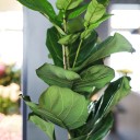 Фикус лировидный (Ficus Lyrata) - с добавлением зелени - миниатюра 