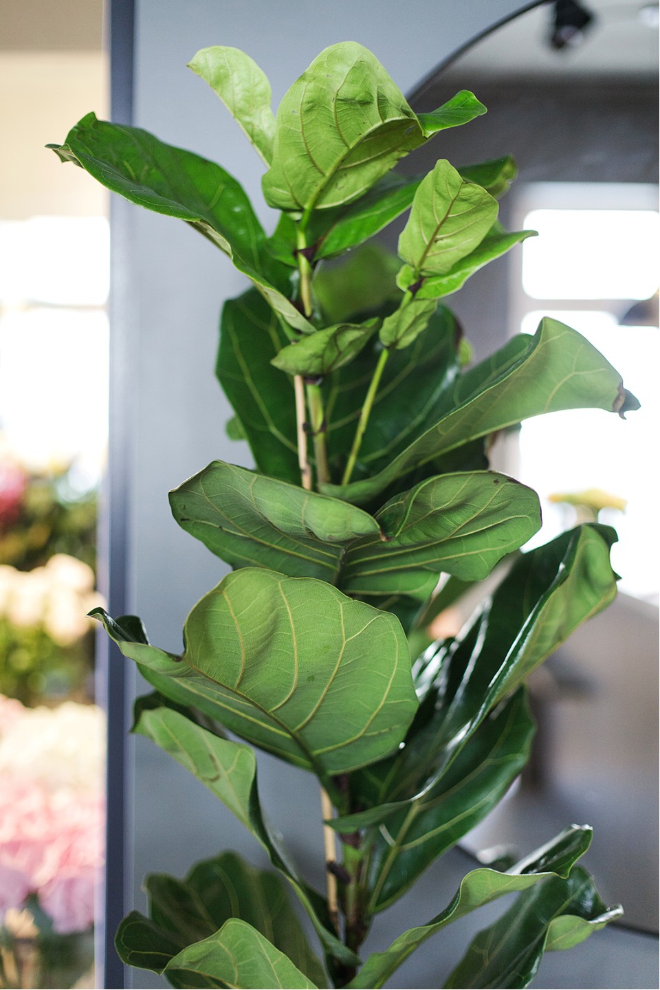 Фикус лировидный (Ficus Lyrata) - с добавлением зелени