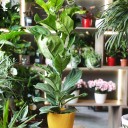 Фикус лировидный (Ficus Lyrata) - подарочное оформление - миниатюра