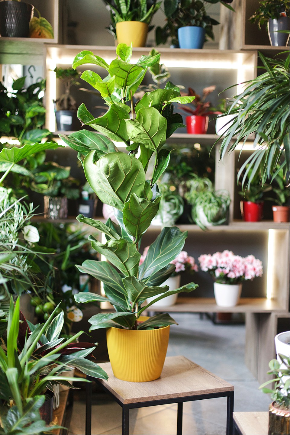 Фикус лировидный (Ficus Lyrata) - подарочное оформление