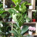 Фикус лировидный (Ficus Lyrata) - быстрая доставка в Минске - миниатюра
