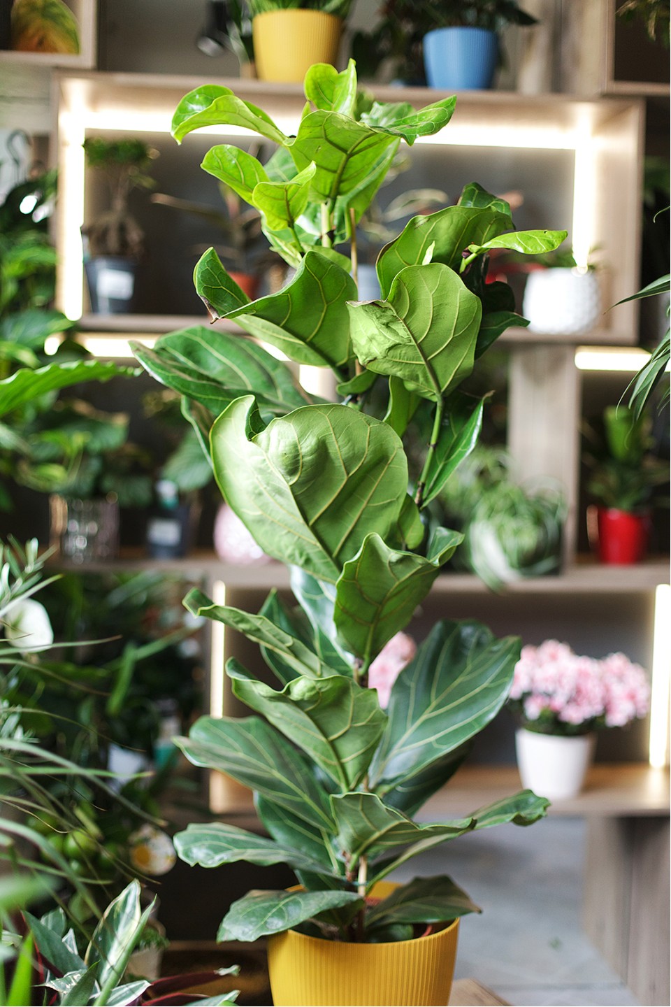 Фикус лировидный (Ficus Lyrata) - быстрая доставка в Минске