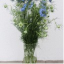 Nigella (Нигелла синяя) - с доставкой по Минску - миниатюра