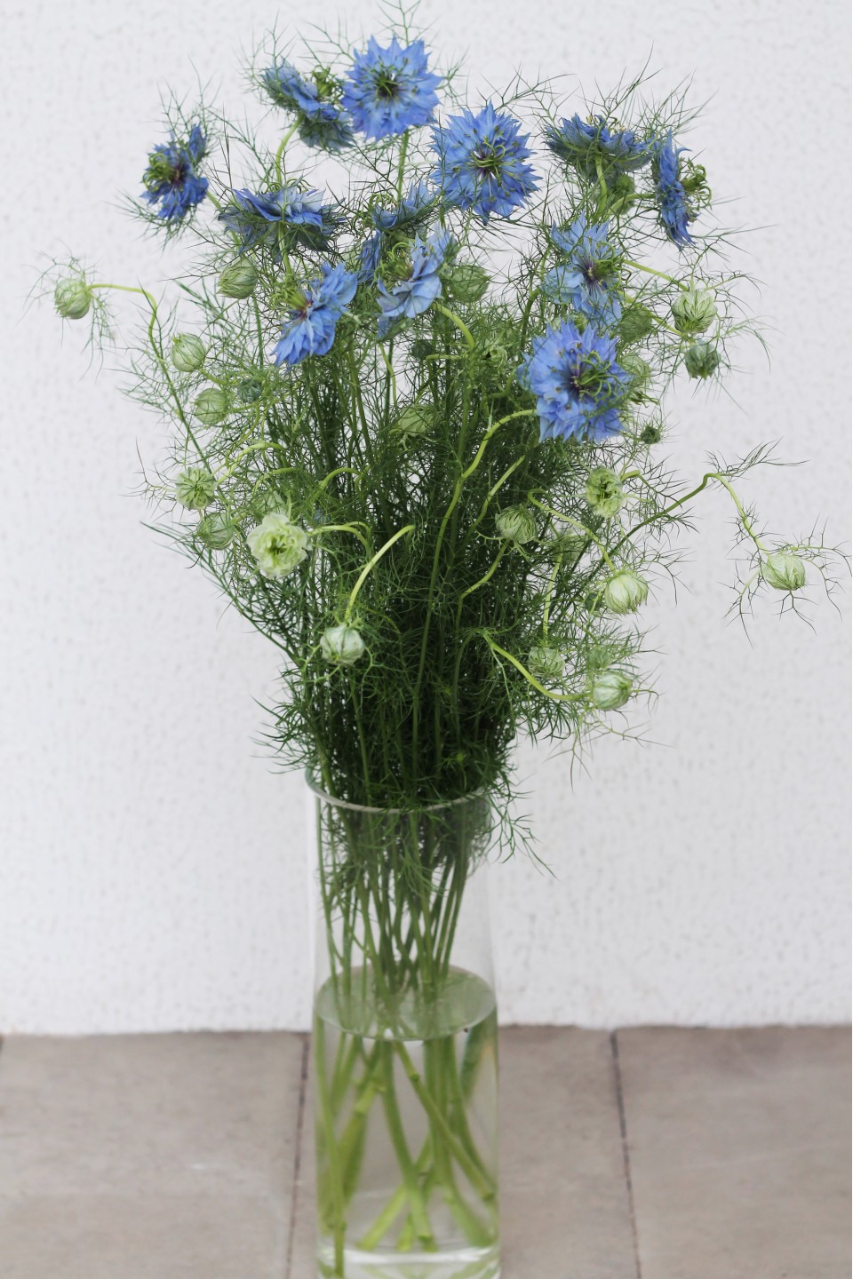 Nigella (Нигелла синяя) - с доставкой по Минску