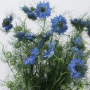 Nigella (Нигелла синяя) - миниатюра