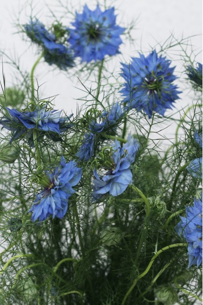Nigella (Нигелла синяя)